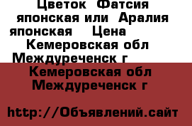 Цветок  Фатсия японская или  Аралия японская  › Цена ­ 1 000 - Кемеровская обл., Междуреченск г.  »    . Кемеровская обл.,Междуреченск г.